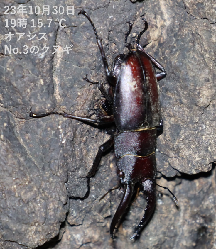 ノコギリクワガタのペア（近景1）_No.3のクヌギ_クワガタ達のオアシス_2023年10月30日19時 気温15.7度